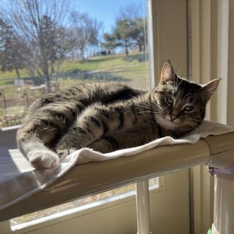 Yuko, an adoptable Domestic Short Hair in Albert Lea, MN, 56007 | Photo Image 3