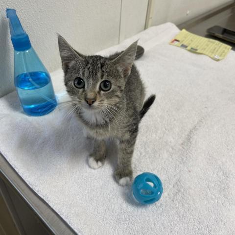 Yuko, an adoptable Domestic Short Hair in Albert Lea, MN, 56007 | Photo Image 3