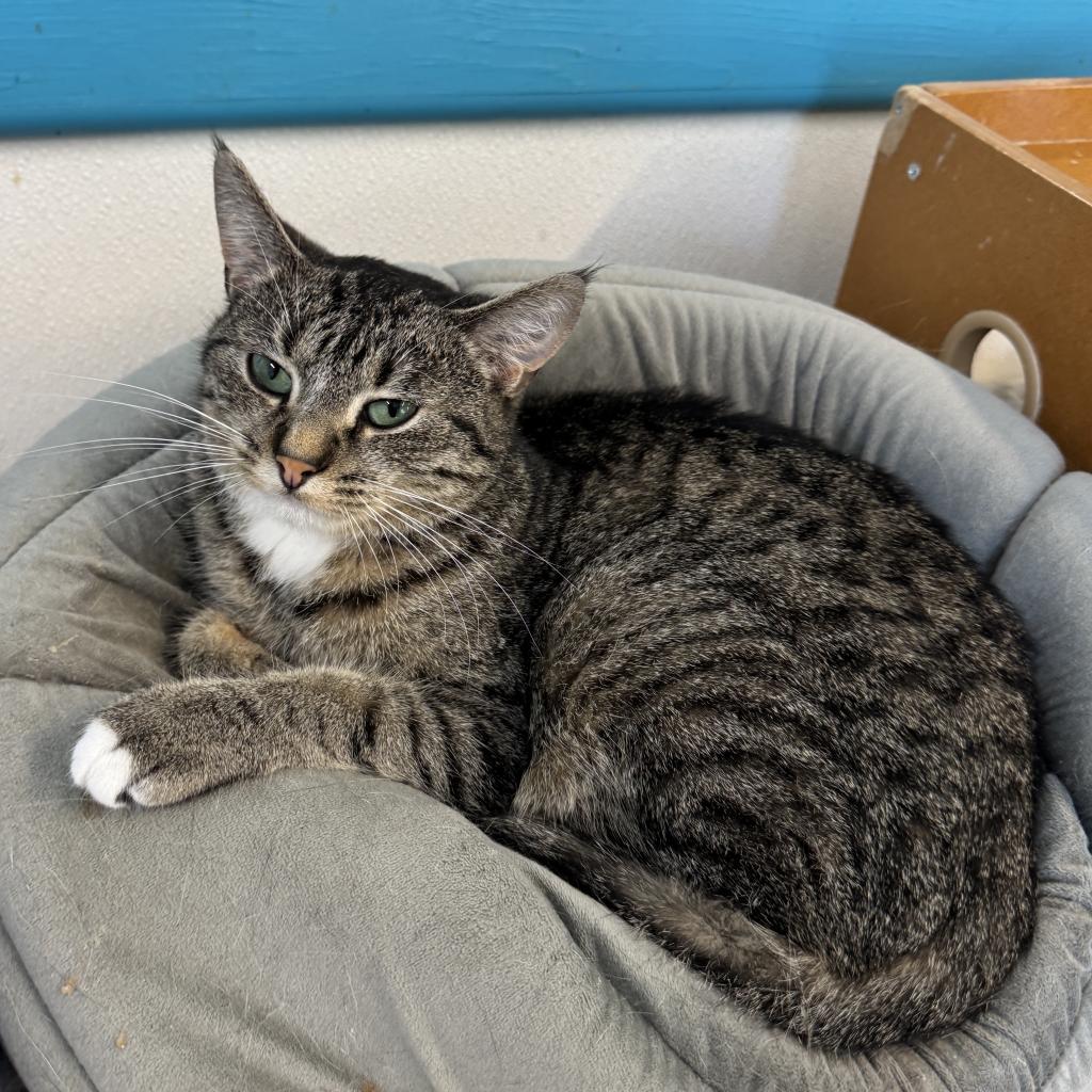 Yuko, an adoptable Domestic Short Hair in Albert Lea, MN, 56007 | Photo Image 3