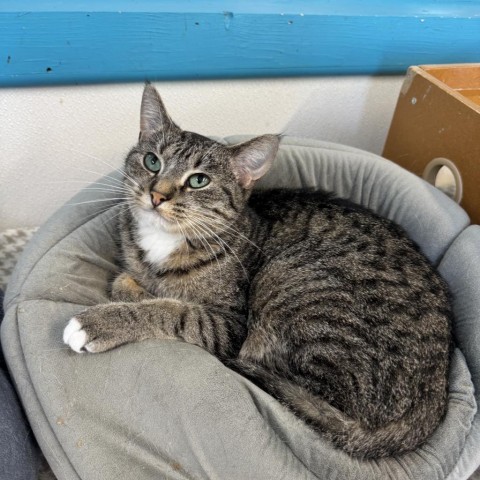 Yuko, an adoptable Domestic Short Hair in Albert Lea, MN, 56007 | Photo Image 4