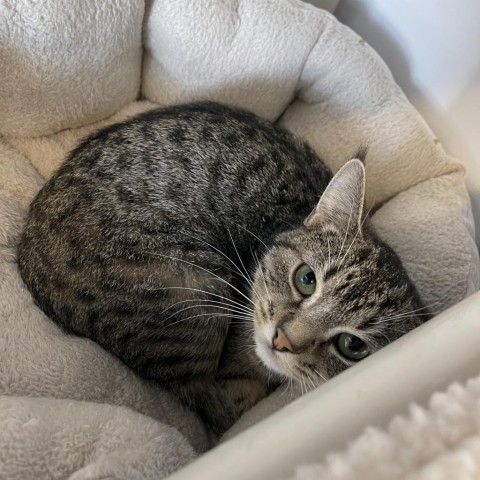 Yuko, an adoptable Domestic Short Hair in Albert Lea, MN, 56007 | Photo Image 5