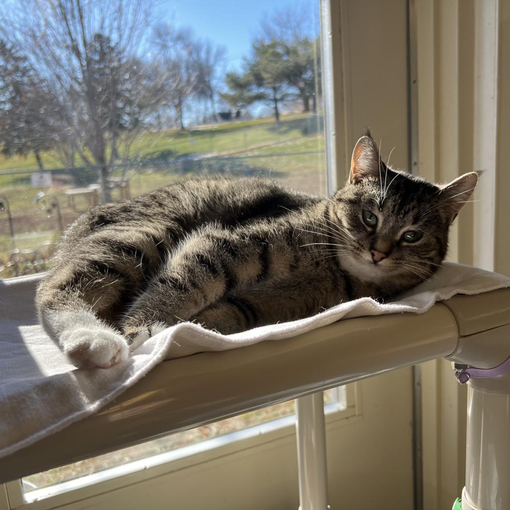 Yuko, an adoptable Domestic Short Hair in Albert Lea, MN, 56007 | Photo Image 5