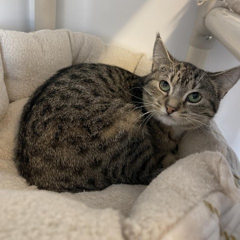 Yuko, an adoptable Domestic Short Hair in Albert Lea, MN, 56007 | Photo Image 6