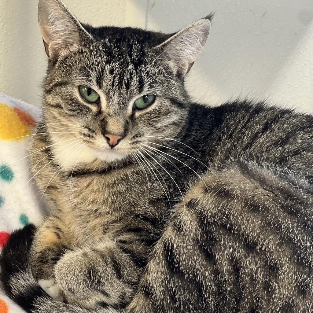 Yuko, an adoptable Domestic Short Hair in Albert Lea, MN, 56007 | Photo Image 6