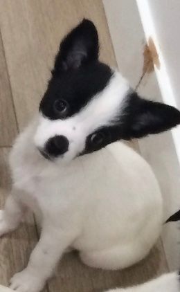Mouse of the M Puppies