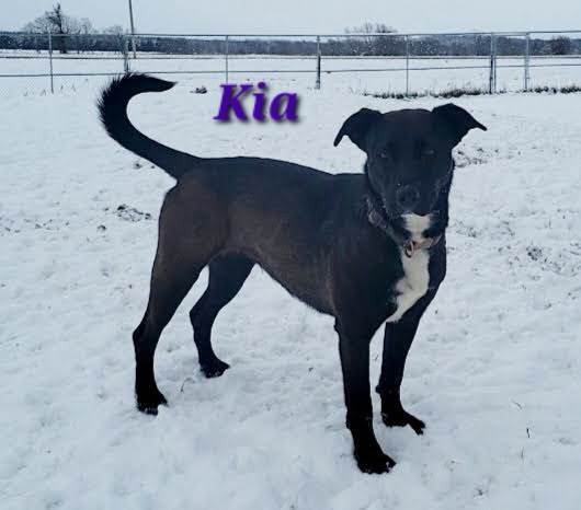 Kia Mixed breed Female/spayed 3 yrs ~50 lbs Crate trained Potty trained Needs slow intro to new dogs.  Kia is the sweetest, goofiest girl. She loves her toys and loves her people. Kia does great with , an adoptable Border Collie, American Bully in sun prairie, WI, 53590 | Photo Image 1