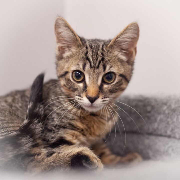 Wendy, an adopted Tabby Mix in Ponte Vedra, FL_image-1