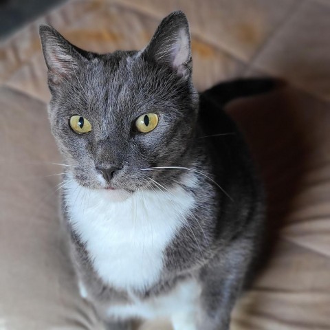 Mr. Squeaky, an adoptable Domestic Short Hair in Zimmerman, MN, 55398 | Photo Image 1