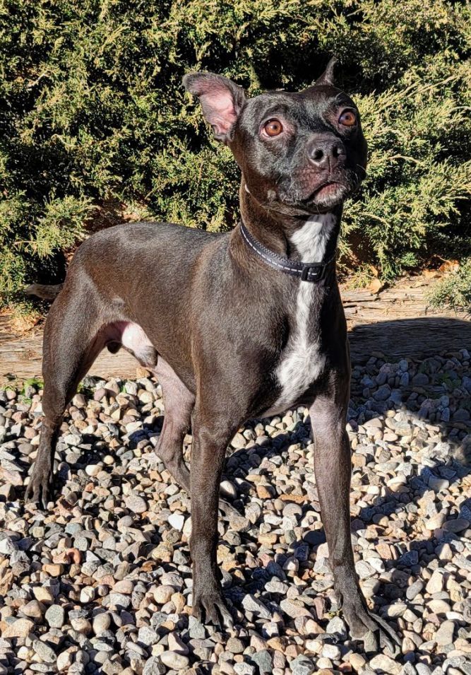 Dog for adoption Comical Cuddly Lil Chupacabra SWEET Xolo X = WOW