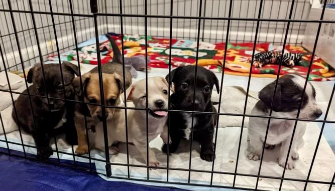 Dog for adoption - ZOE BANKS, a Terrier Mix in Redmond, WA | Petfinder