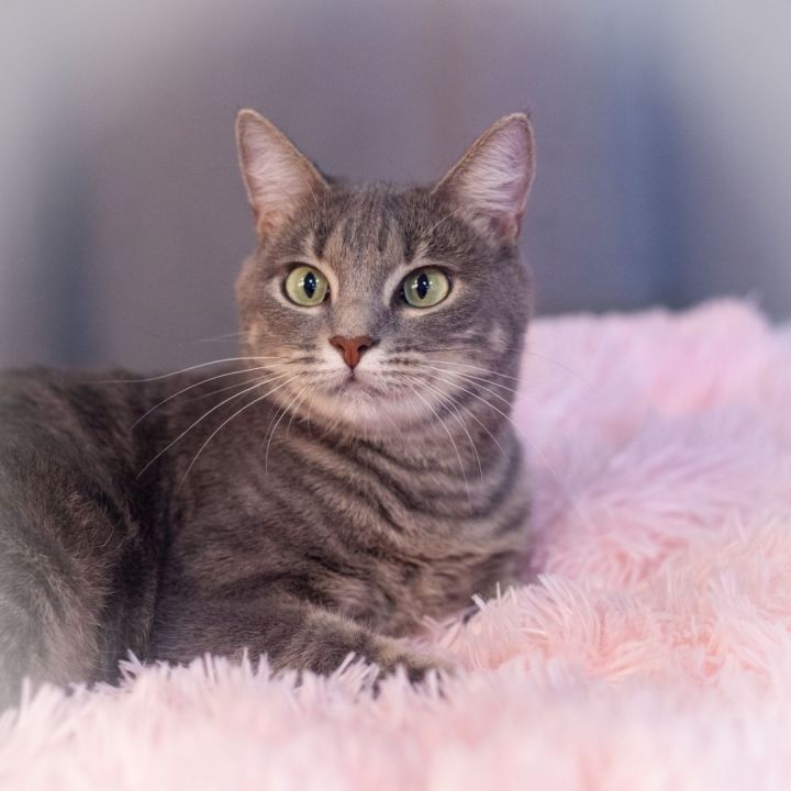 Jewel, an adopted Tabby Mix in Ponte Vedra, FL_image-2