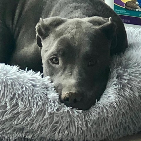 Tytus, an adoptable Pit Bull Terrier in Phoenix, AZ, 85028 | Photo Image 1