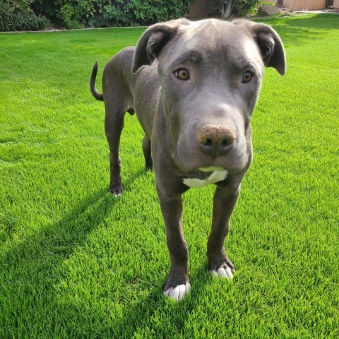 Tytus, an adoptable Pit Bull Terrier in Phoenix, AZ, 85028 | Photo Image 6