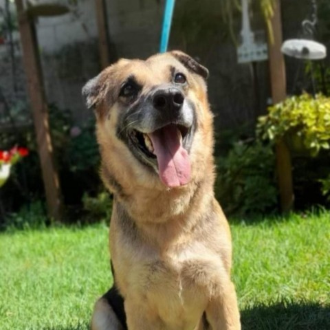 Ba Nana, an adoptable German Shepherd Dog in San Diego, CA_image-1