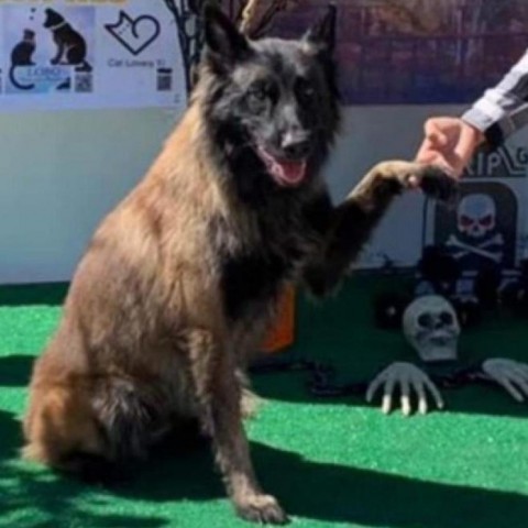 Lobo, an adoptable German Shepherd Dog in San Diego, CA_image-1