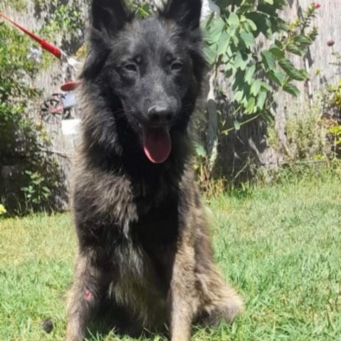 Lobo, an adoptable German Shepherd Dog in San Diego, CA_image-3