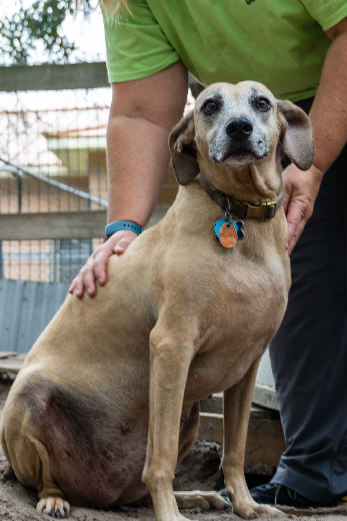 Etta, an adoptable Black Mouth Cur in Fulton, TX, 78358 | Photo Image 1