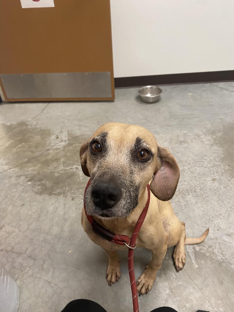 Etta, an adoptable Black Mouth Cur in Fulton, TX, 78358 | Photo Image 2