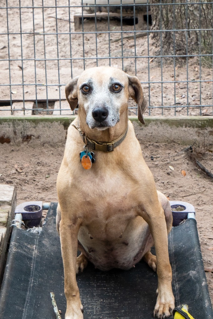 Etta, an adoptable Black Mouth Cur in Fulton, TX, 78358 | Photo Image 3