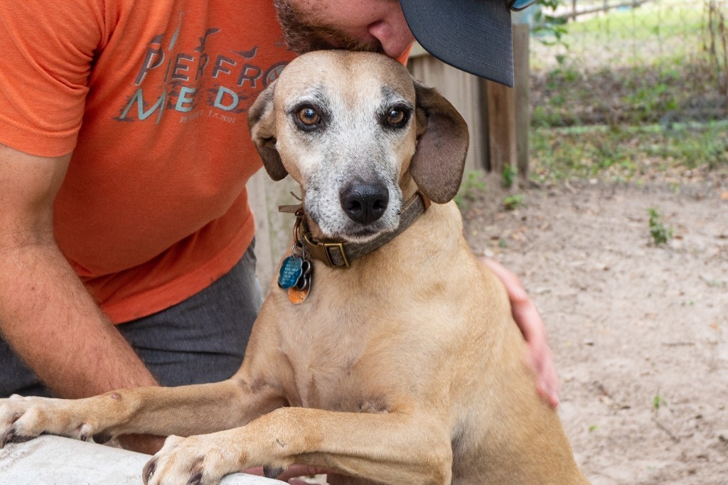 Etta, an adoptable Black Mouth Cur in Fulton, TX, 78358 | Photo Image 4