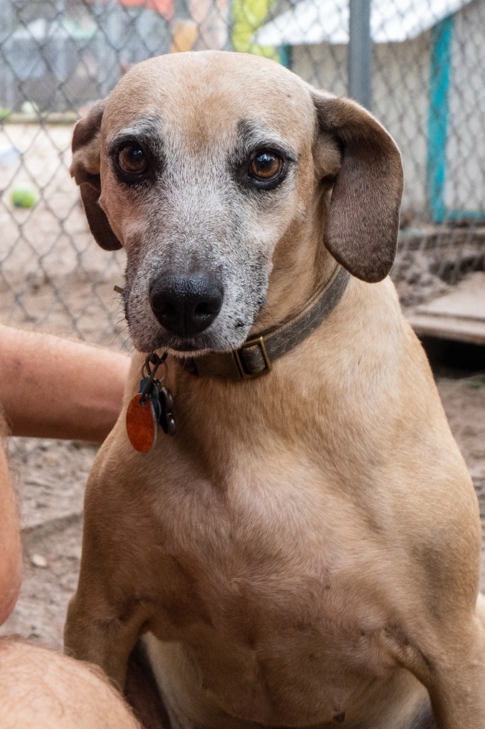 Etta, an adoptable Black Mouth Cur in Fulton, TX, 78358 | Photo Image 5