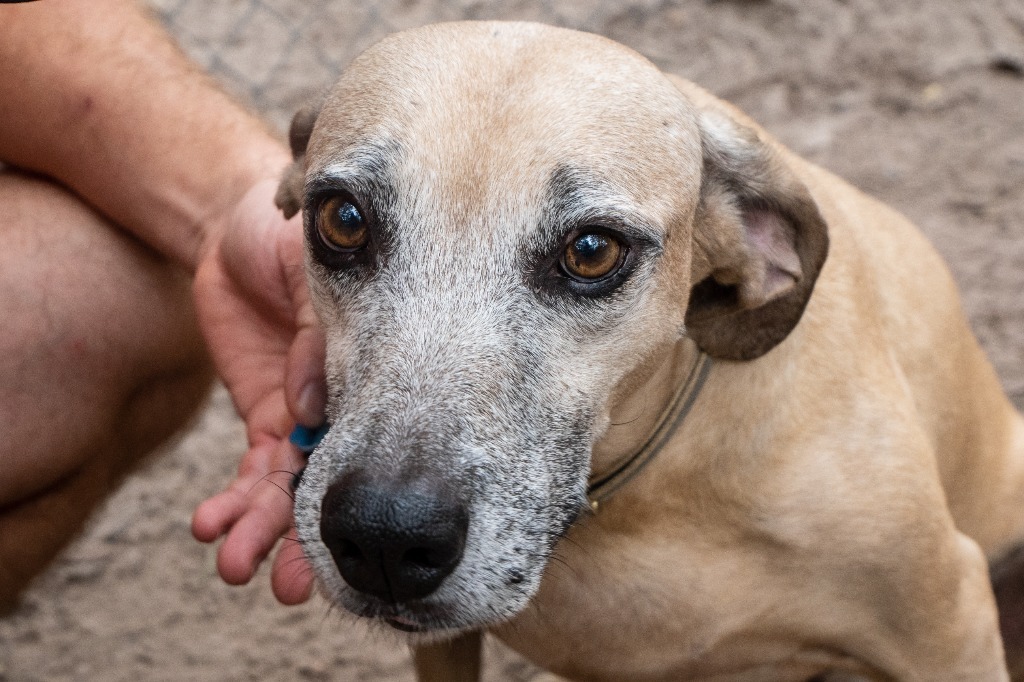 Etta, an adoptable Black Mouth Cur in Fulton, TX, 78358 | Photo Image 6