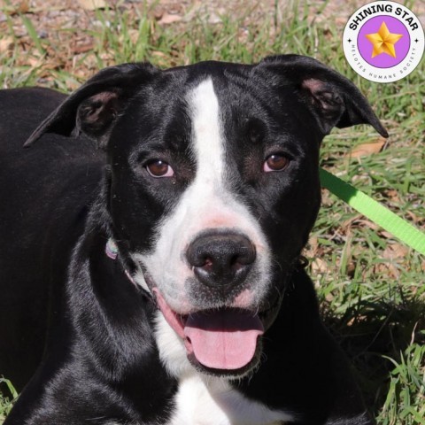 Bo, an adoptable Labrador Retriever, Terrier in San Antonio, TX, 78253 | Photo Image 1