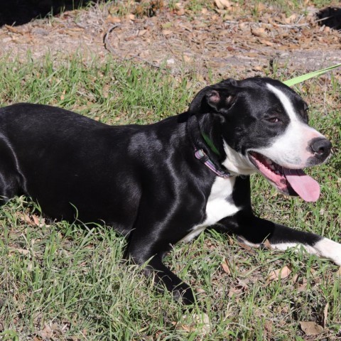 Bo, an adoptable Labrador Retriever, Terrier in San Antonio, TX, 78253 | Photo Image 2