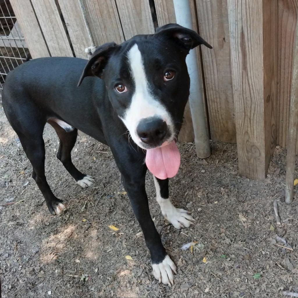 Bo, an adoptable Labrador Retriever, Terrier in San Antonio, TX, 78253 | Photo Image 2