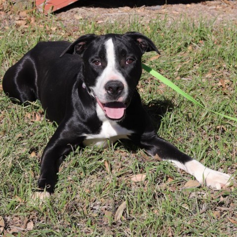 Bo, an adoptable Labrador Retriever, Terrier in San Antonio, TX, 78253 | Photo Image 3