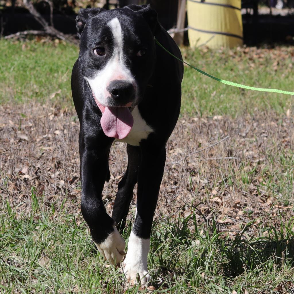 Bo, an adoptable Labrador Retriever, Terrier in San Antonio, TX, 78253 | Photo Image 3