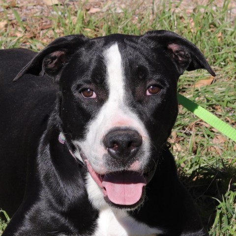 Bo, an adoptable Labrador Retriever, Terrier in San Antonio, TX, 78253 | Photo Image 4