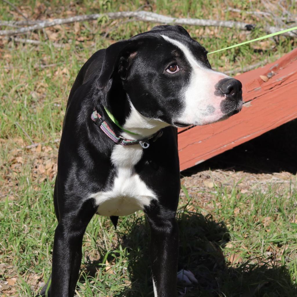 Bo, an adoptable Labrador Retriever, Terrier in San Antonio, TX, 78253 | Photo Image 4