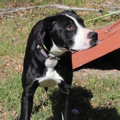 Bo, an adoptable Labrador Retriever, Terrier in San Antonio, TX, 78253 | Photo Image 5