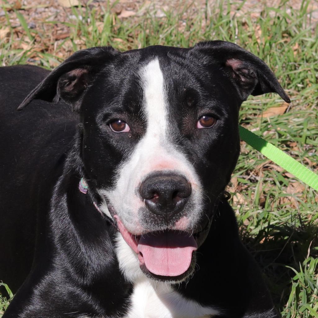 Bo, an adoptable Labrador Retriever, Terrier in San Antonio, TX, 78253 | Photo Image 5