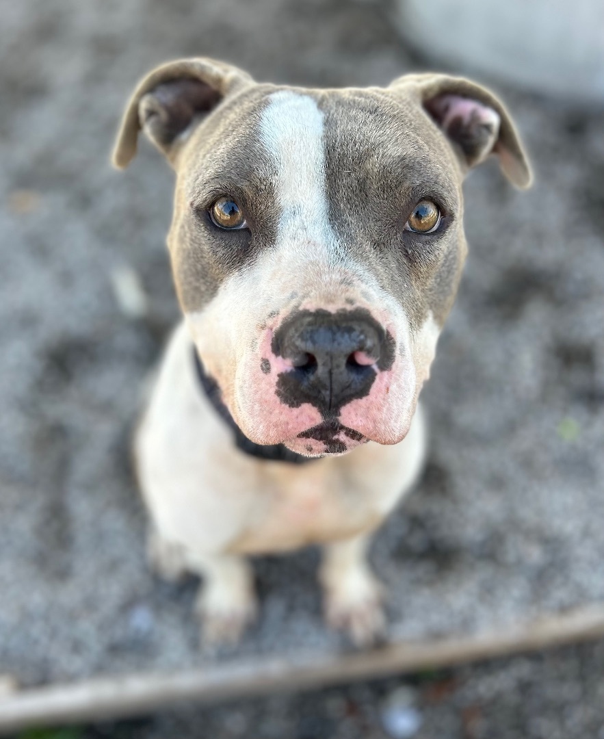 Dog for adoption - Sosa , a Pit Bull Terrier in Newport, NC | Petfinder