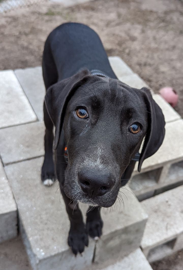 Newton, an adoptable Labrador Retriever & Hound Mix in Orange Lake, FL_image-1