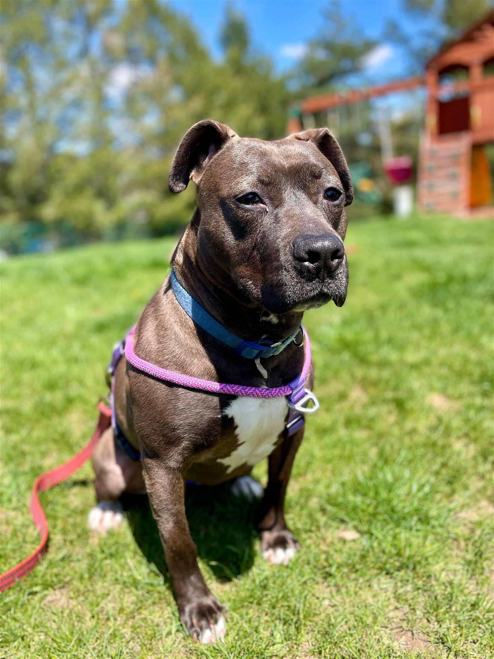 Piper, an adoptable Pit Bull Terrier in Clinton, MI, 49236 | Photo Image 3
