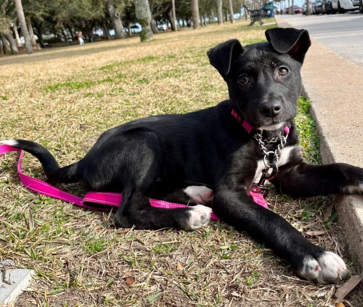 Norah, an adopted Mixed Breed in Mt Pleasant, SC_image-2
