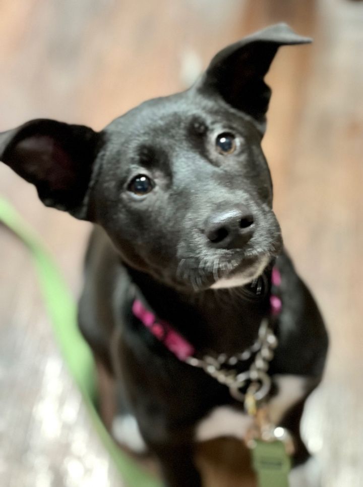 Norah, an adopted Mixed Breed in Mt Pleasant, SC_image-3