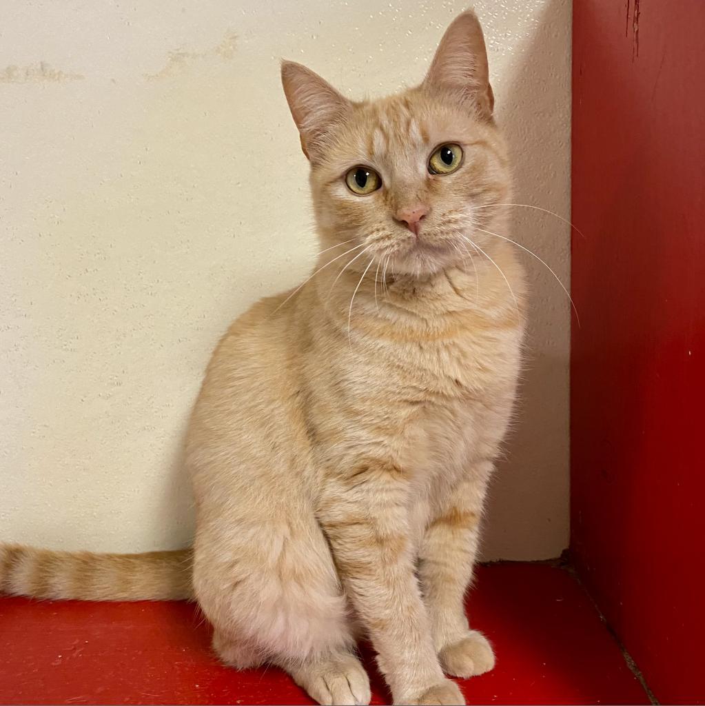 Yam, an adoptable Domestic Short Hair in Springfield, IL, 62702 | Photo Image 2