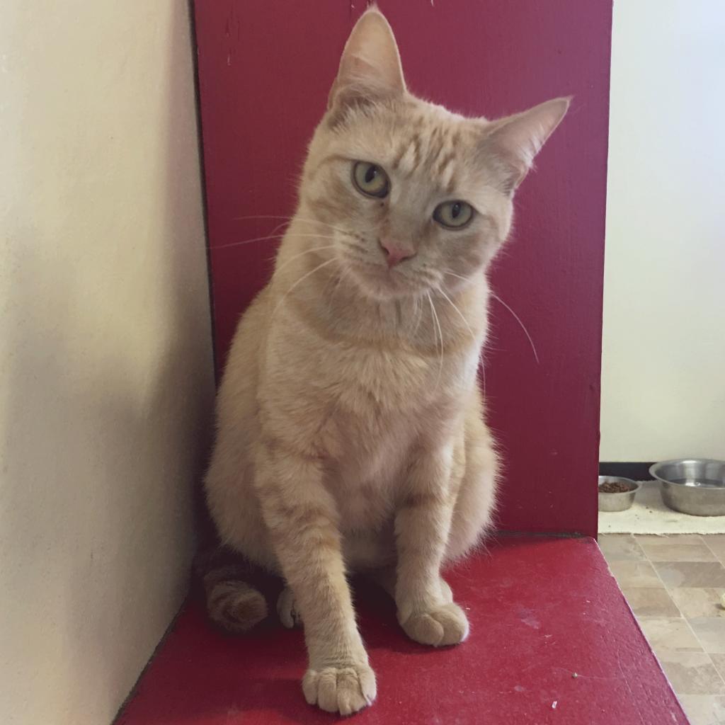 Yam, an adoptable Domestic Short Hair in Springfield, IL, 62702 | Photo Image 3