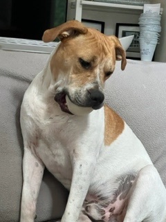 Duke, an adoptable Terrier Mix in Detroit, MI_image-2