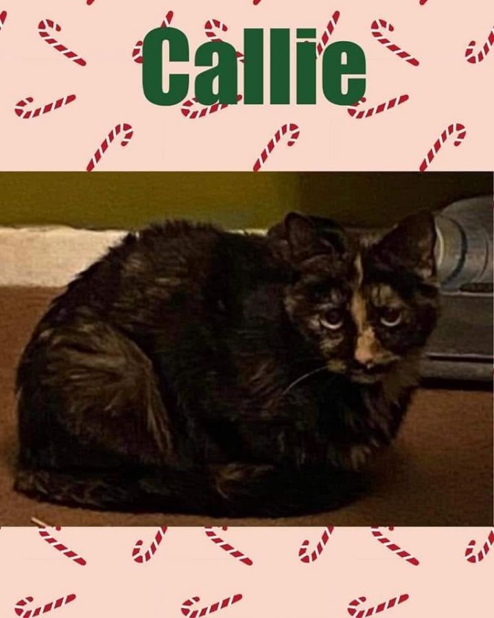Callie, an adoptable Domestic Medium Hair Mix in Fairmont, WV_image-1