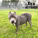 KYA's profile on Petfinder.com