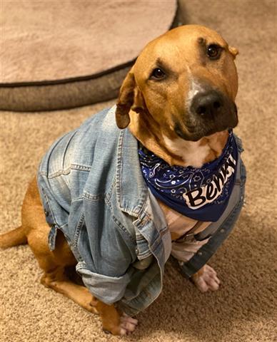 BENNY 1