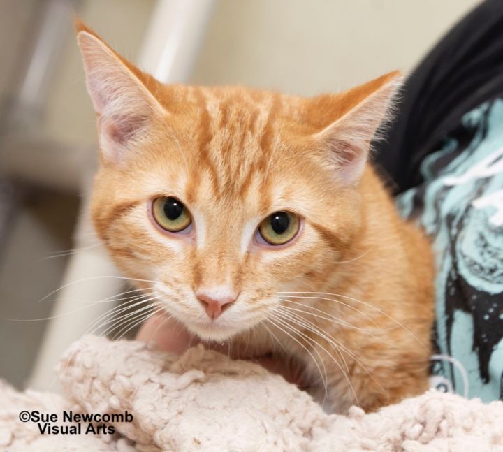 Claus, an adoptable Domestic Short Hair in Shorewood, IL_image-1