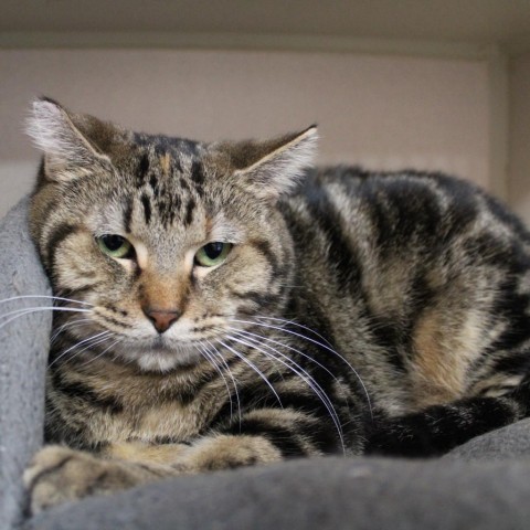 Eggroll, an adoptable Domestic Short Hair in Michigan City, IN_image-2
