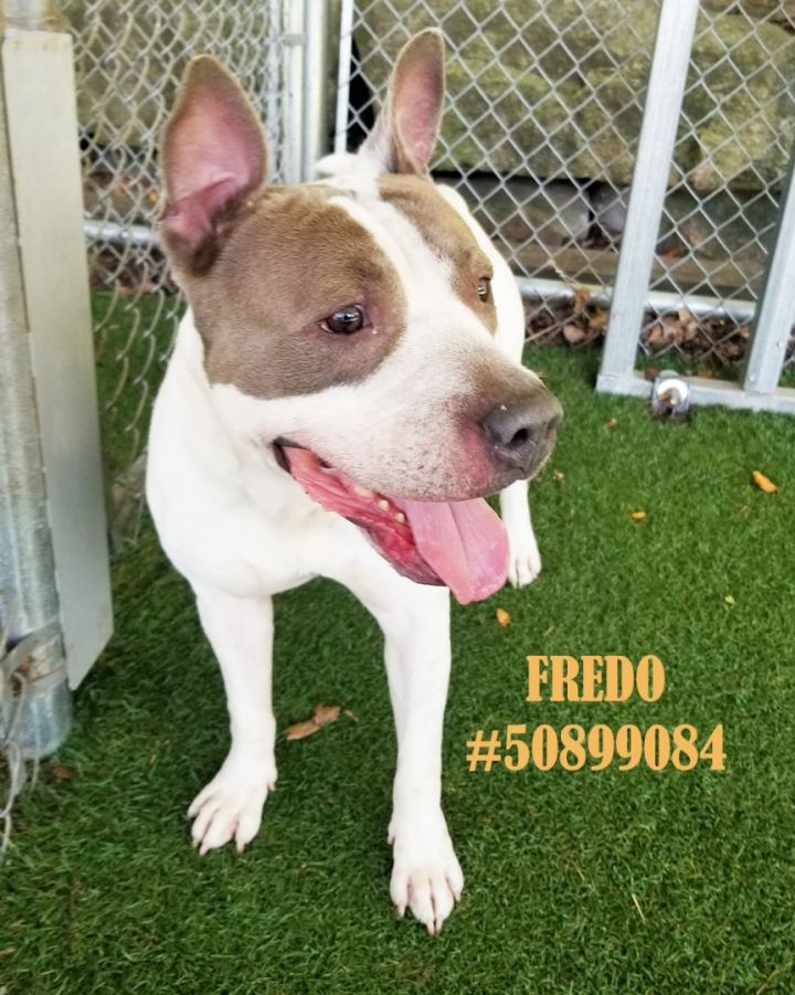 Fredo , an adoptable Pit Bull Terrier in Wilkes Barre, PA_image-1