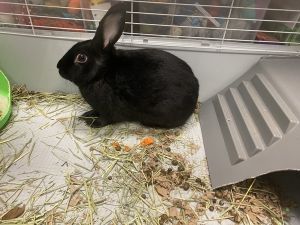 The foster writes Timmy is well behaved hes happy with his hay and pellets He likes his space an